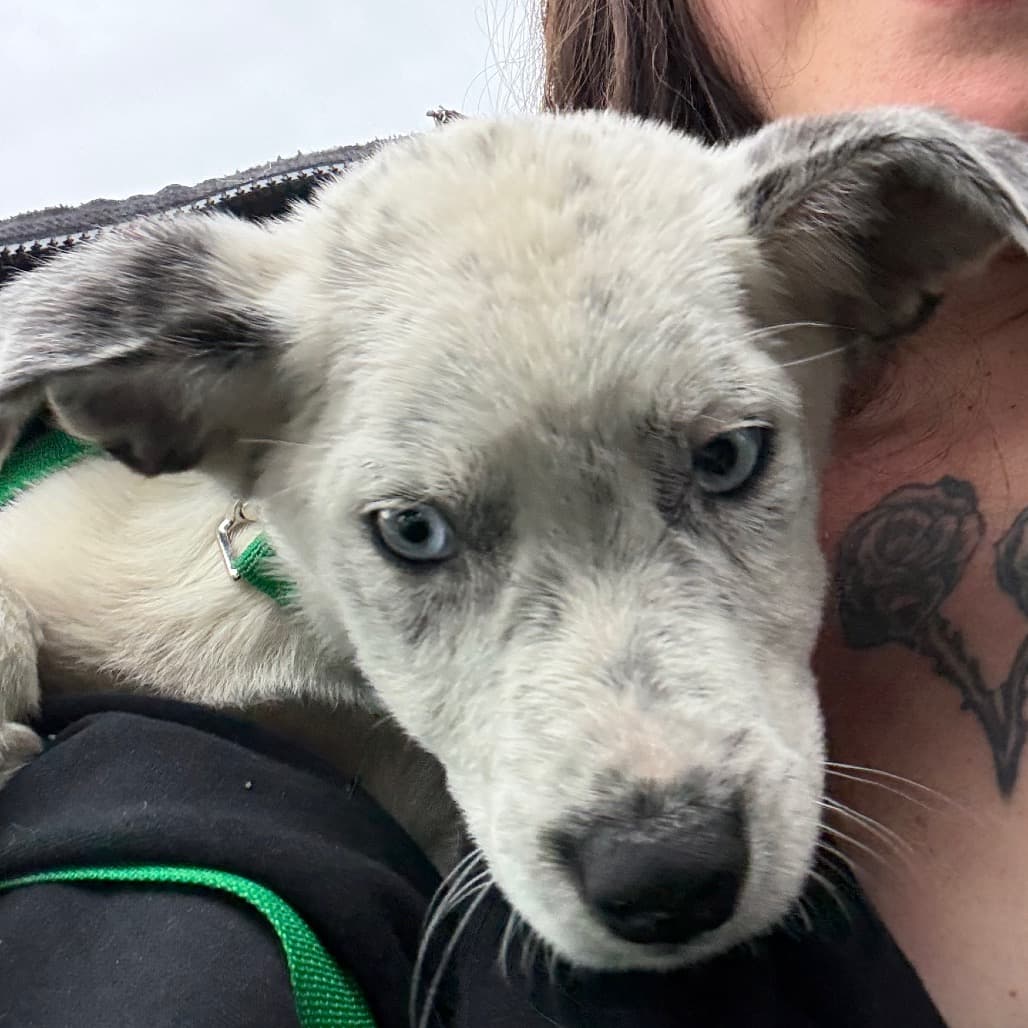 Frosty - Husky available for adoption