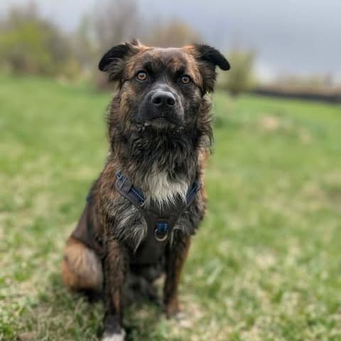 Billy - Mixed Breed available for adoption in Calgary