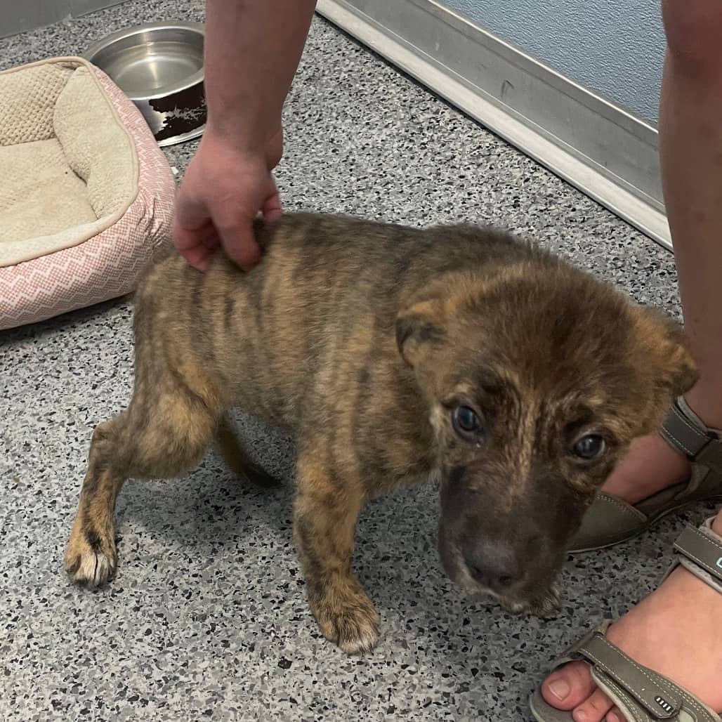 Pip - Mixed Breed (Medium) available for adoption in Saskatchewan