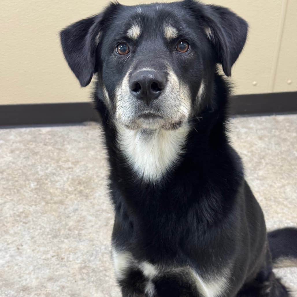 Riven - Mixed Breed (Large) available for adoption in Calgary
