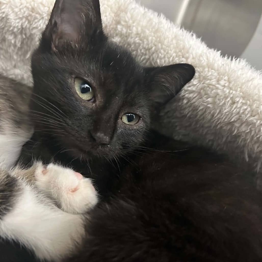 Moe - Domestic Shorthair available for adoption