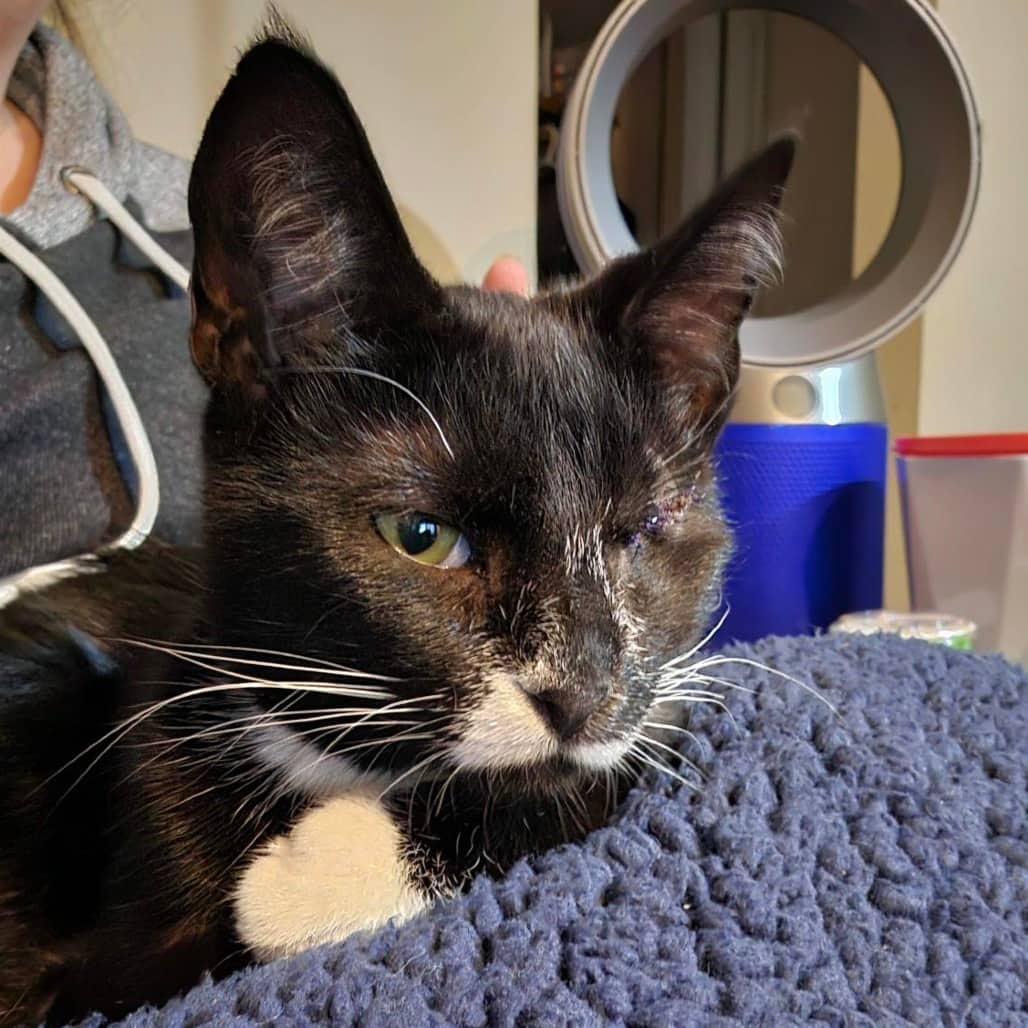 Cove - Domestic Shorthair cat available for adoption in Alberta