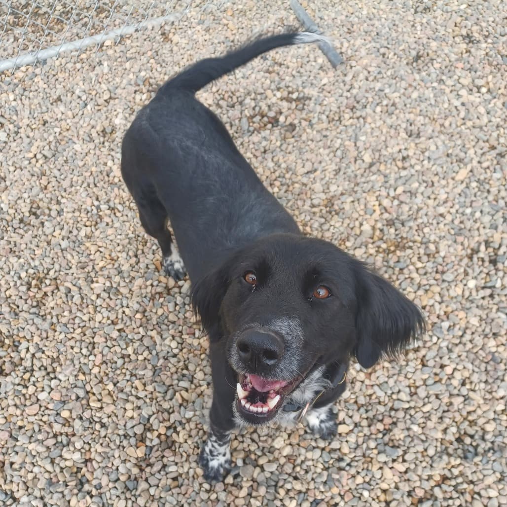 Dottie - Mixed Breed (Medium) / Shepherd, Australian available for adoption
