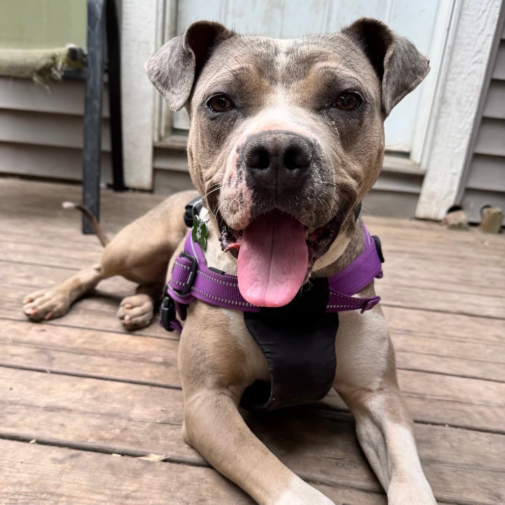Lady - TERRIER, PIT BULL/MIX available for adoption