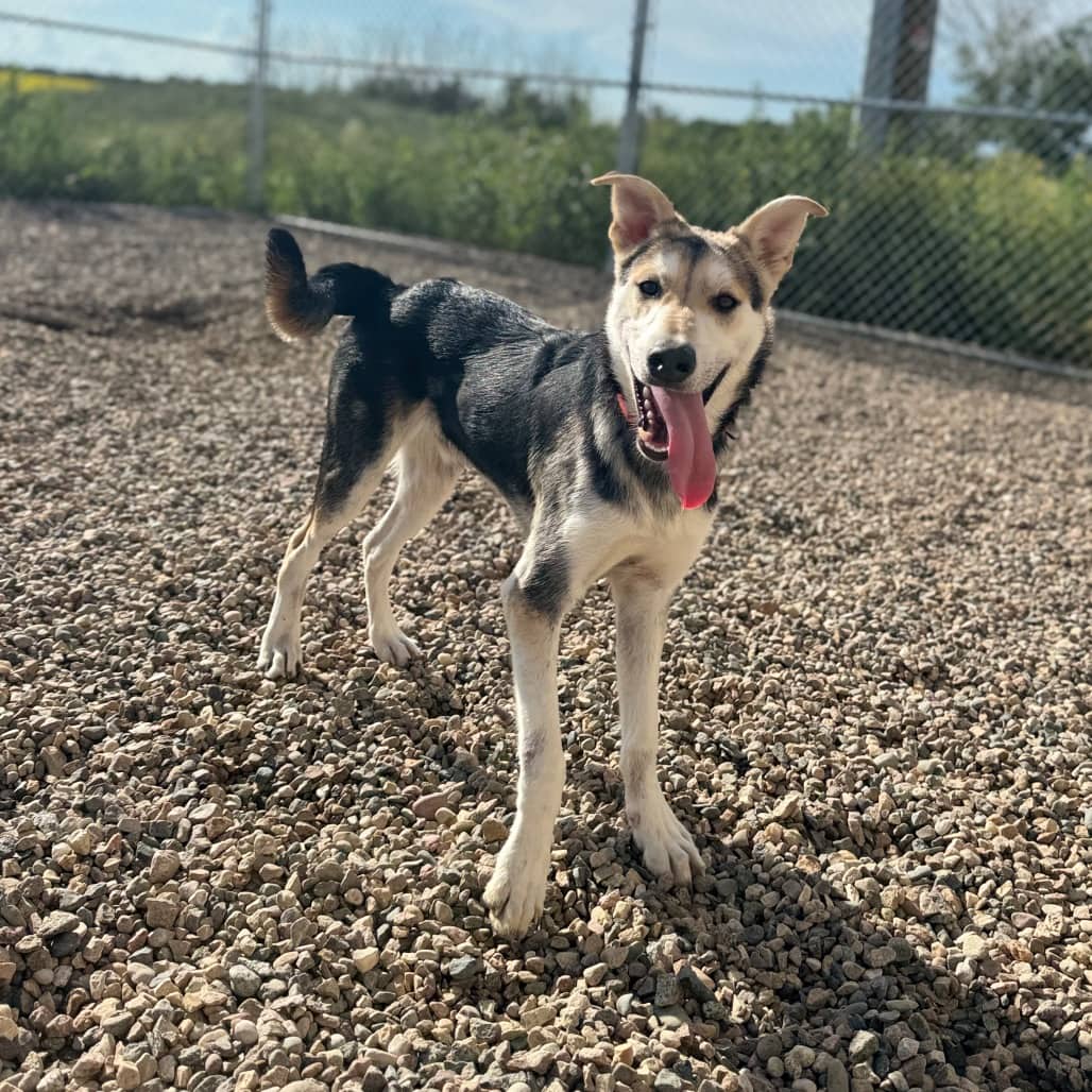 Junior - Shepherd available for adoption