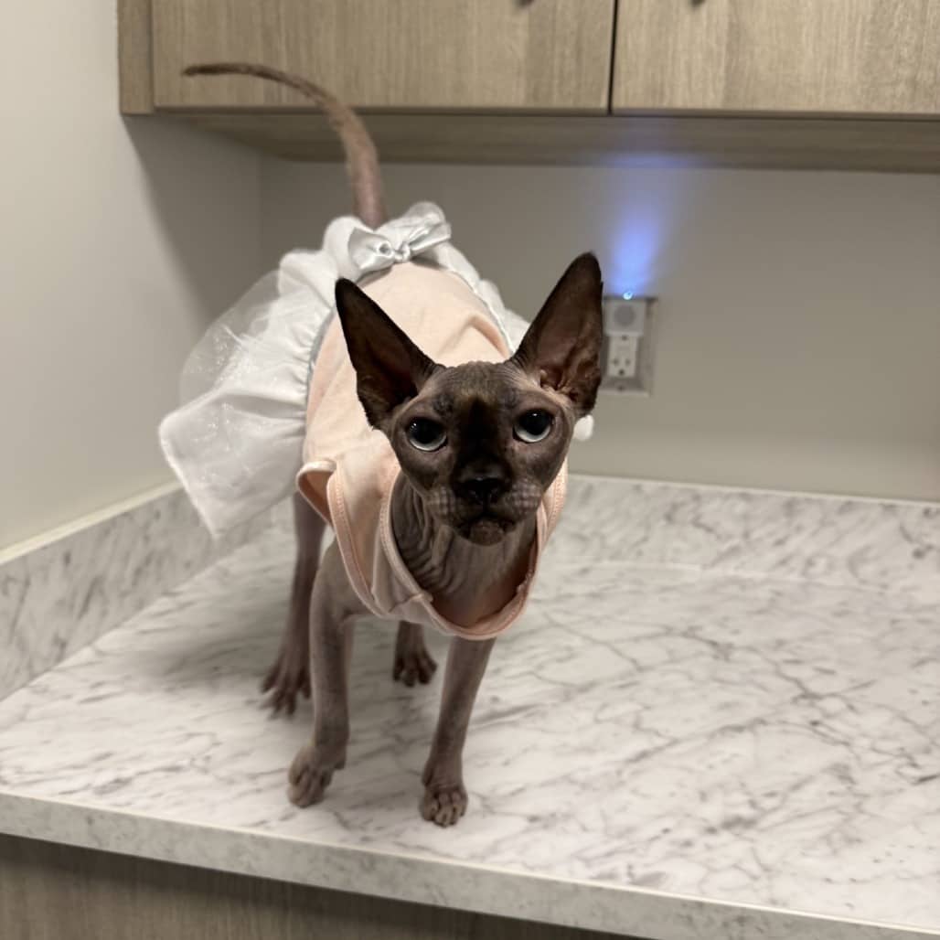 Wonton - Sphynx cat available for adoption at SPCA Swift Current in Swift Current
