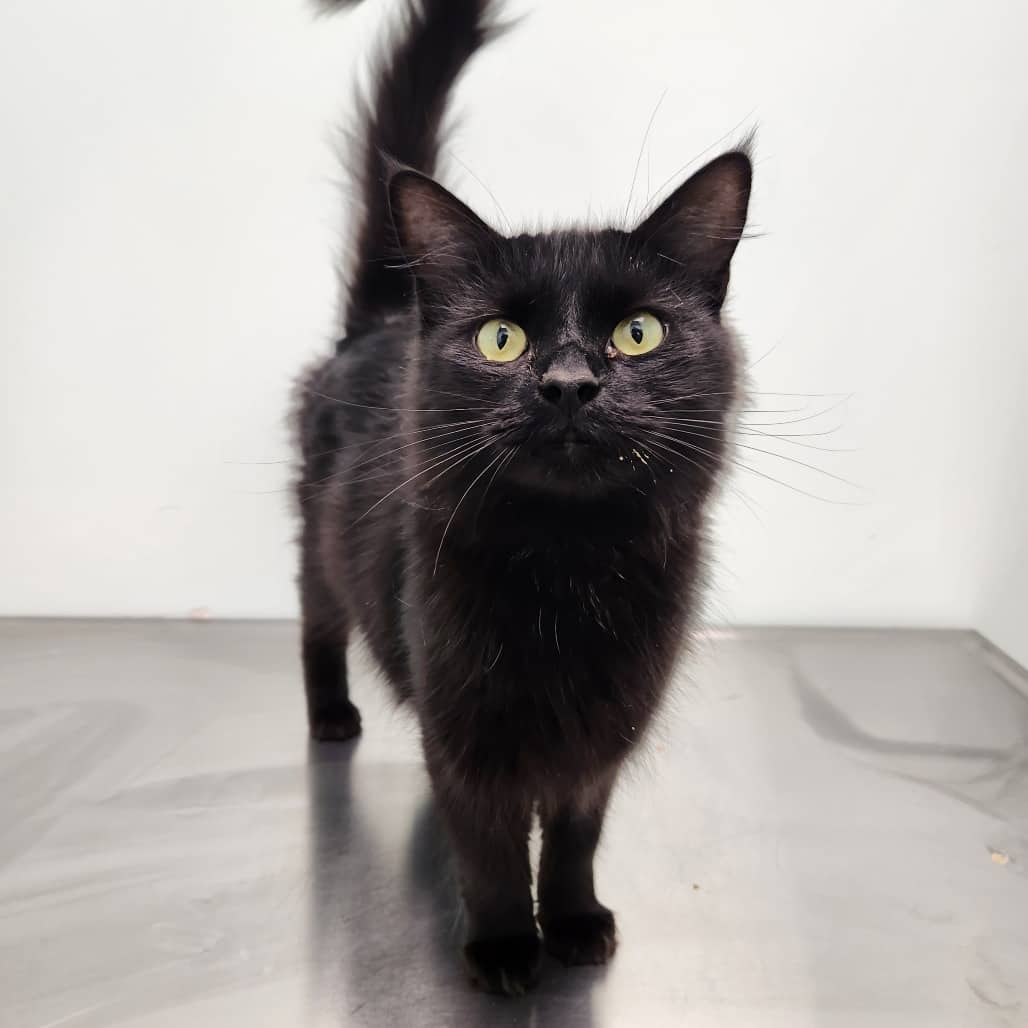 Pepper - Domestic Medium Hair cat available for adoption at Saskatoon SPCA in Saskatoon