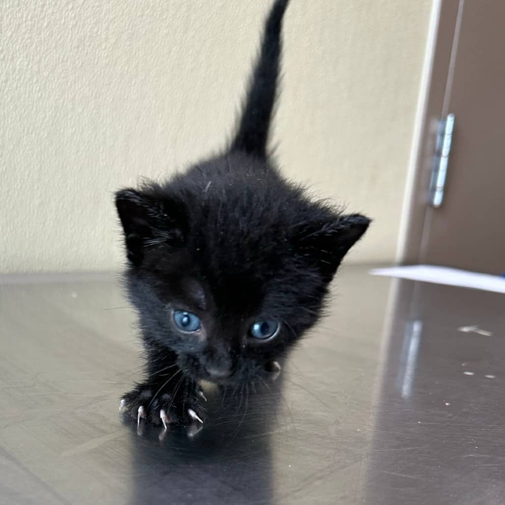 Hulk - Domestic Shorthair available for adoption