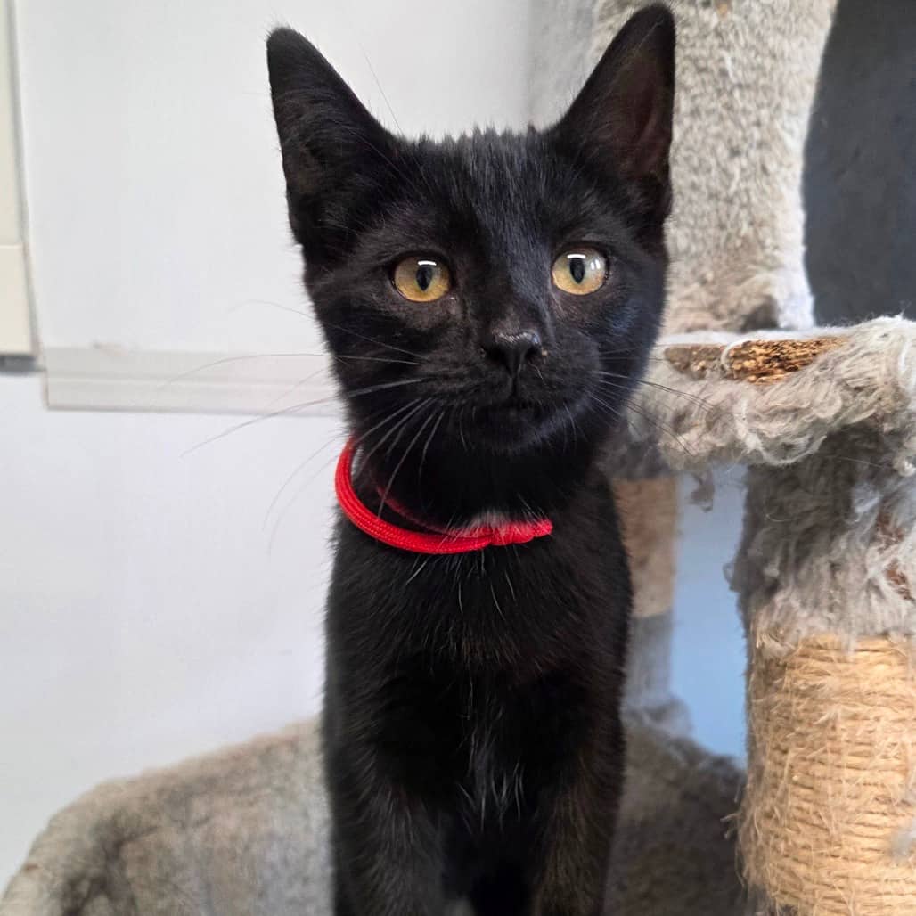 Dorothy (Red Collar) - Domestic Shorthair available for adoption