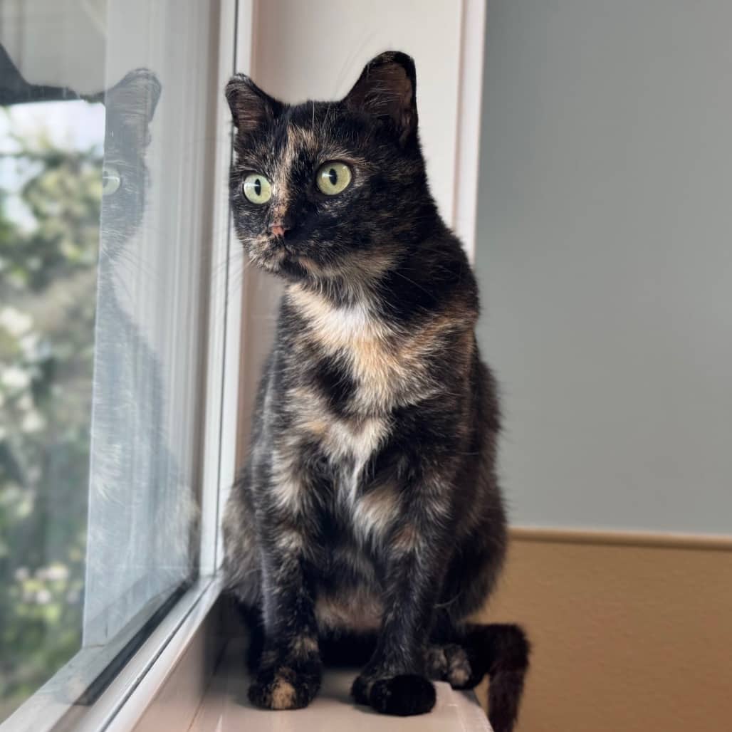 Mittens - Domestic Shorthair cat available for adoption at Prince Albert SPCA in Prince Albert