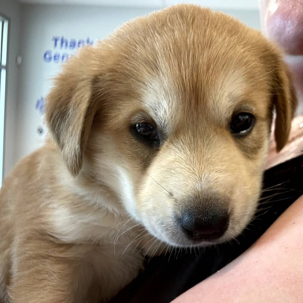 Juniper - Husky available for adoption