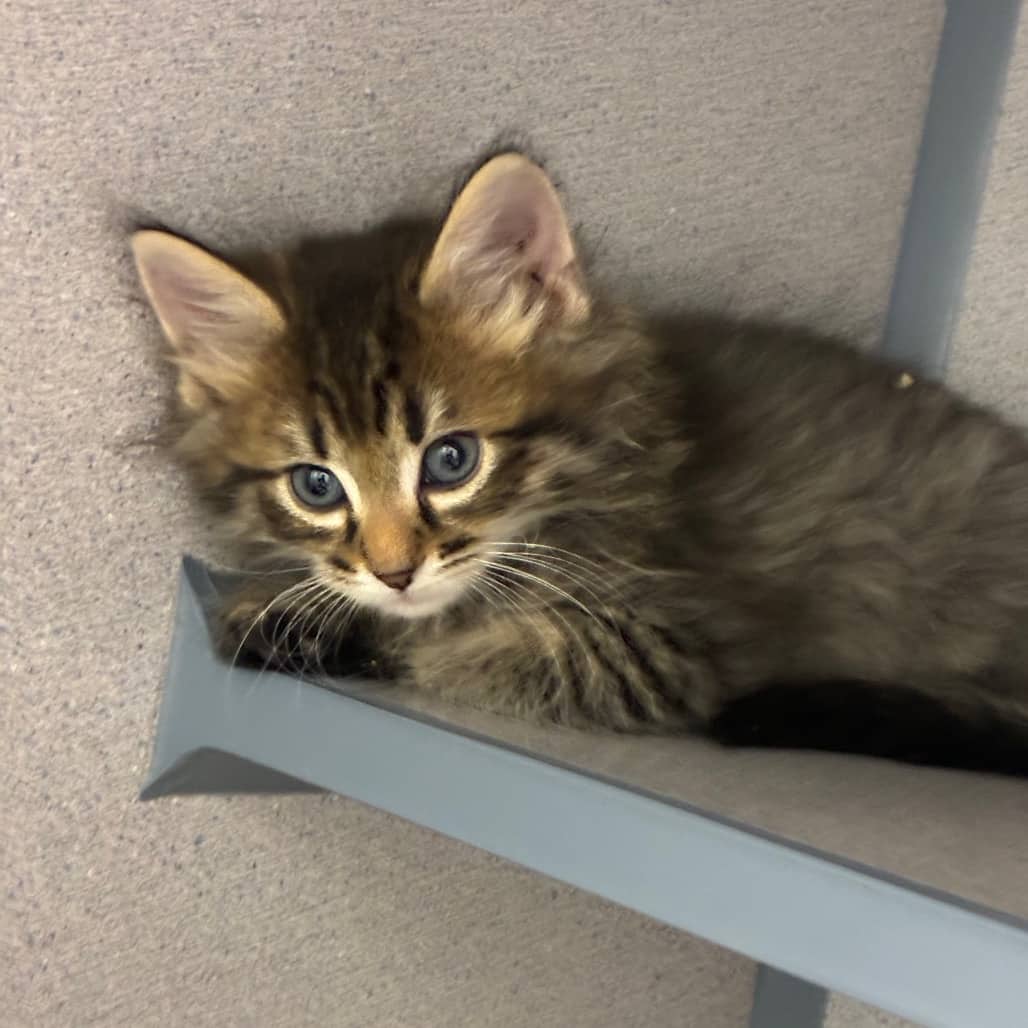 Riot - Domestic Medium Hair available for adoption