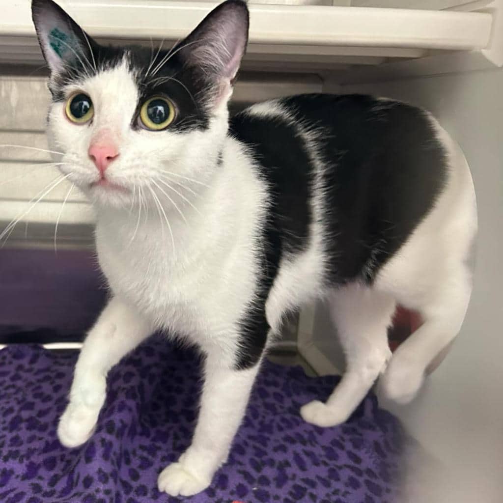 Honey Bun - Domestic Shorthair available for adoption
