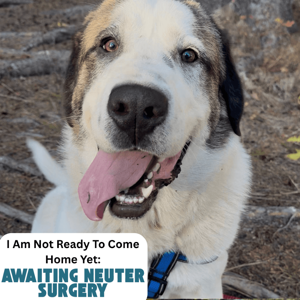 Fester - Mixed Breed (Large) available for adoption in Saskatchewan