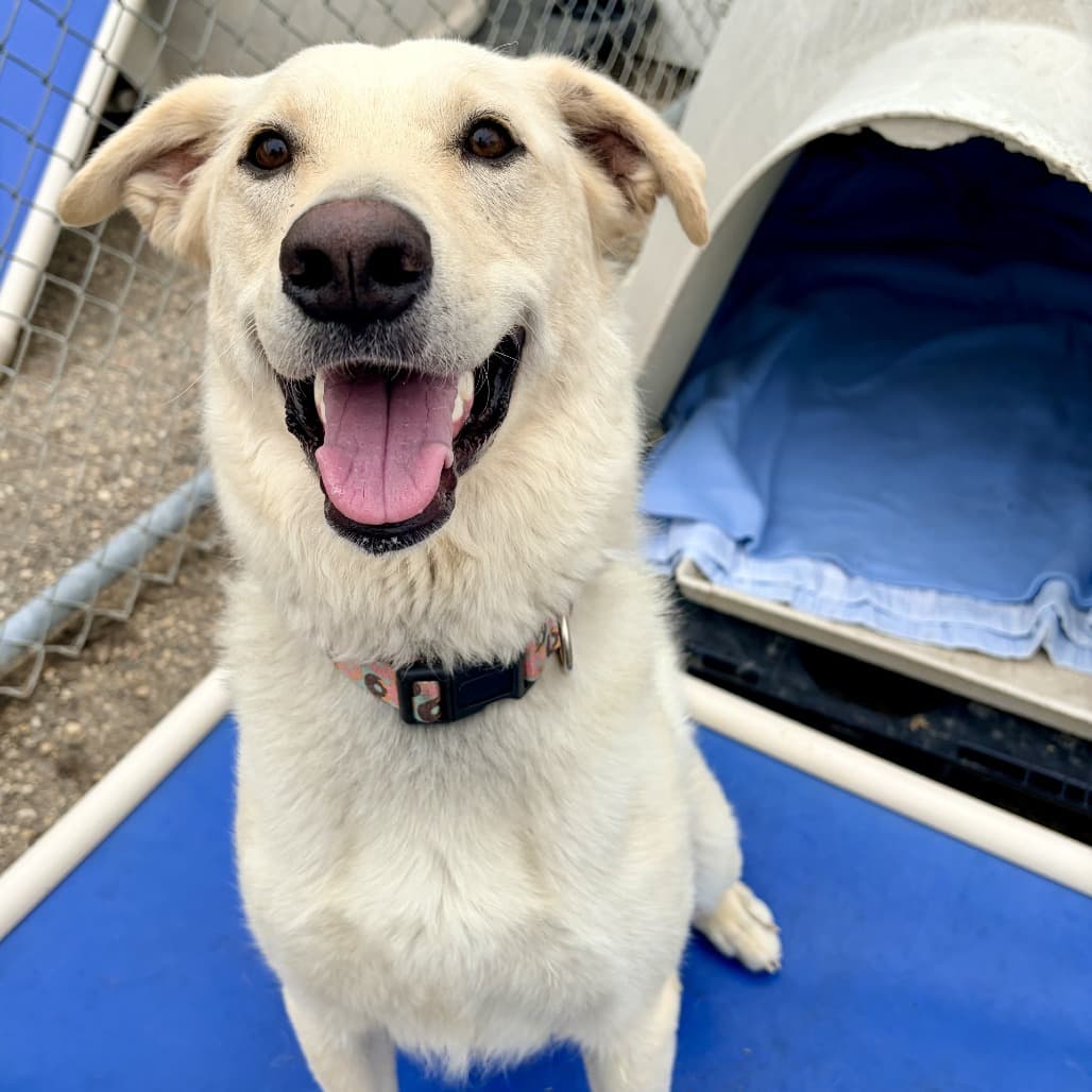 Jigu - Retriever, Golden available for adoption