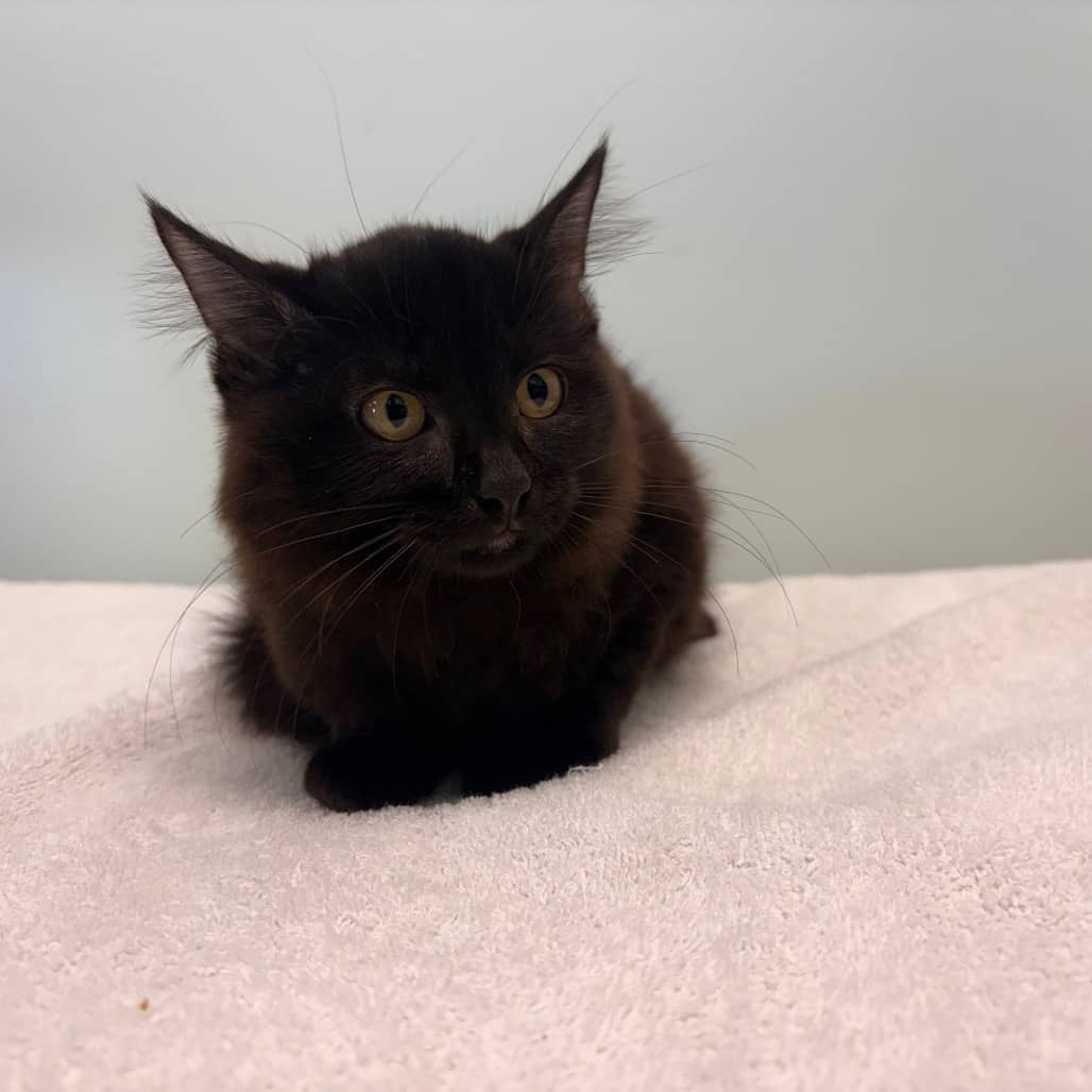 Clyde - Domestic Medium Hair cat available for adoption at Saskatoon SPCA in Saskatoon