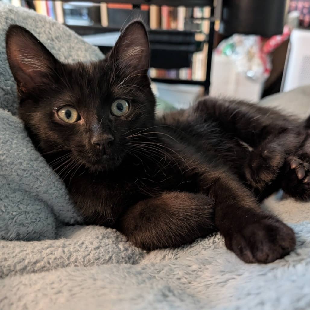 Aspen - Domestic Shorthair cat available for adoption at Saskatoon SPCA in Saskatoon