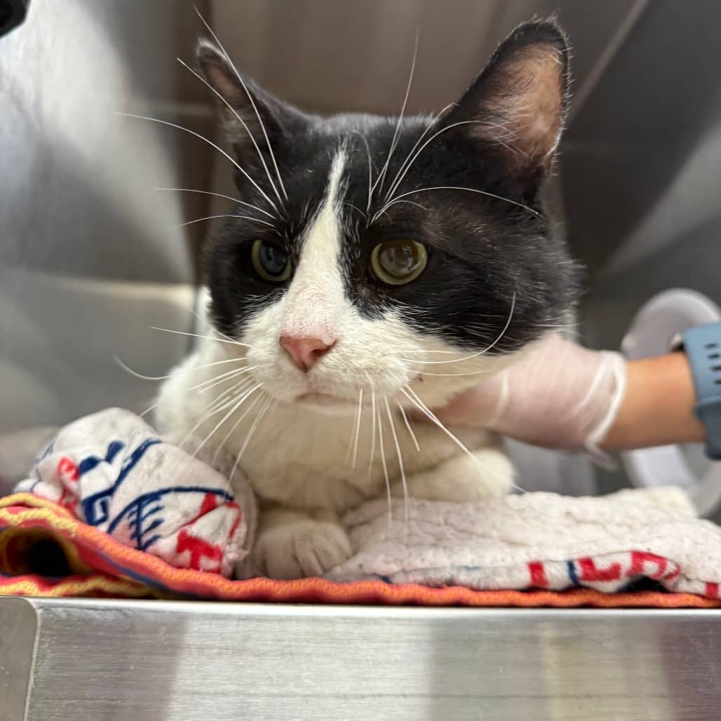 Theo - Domestic Shorthair available for adoption