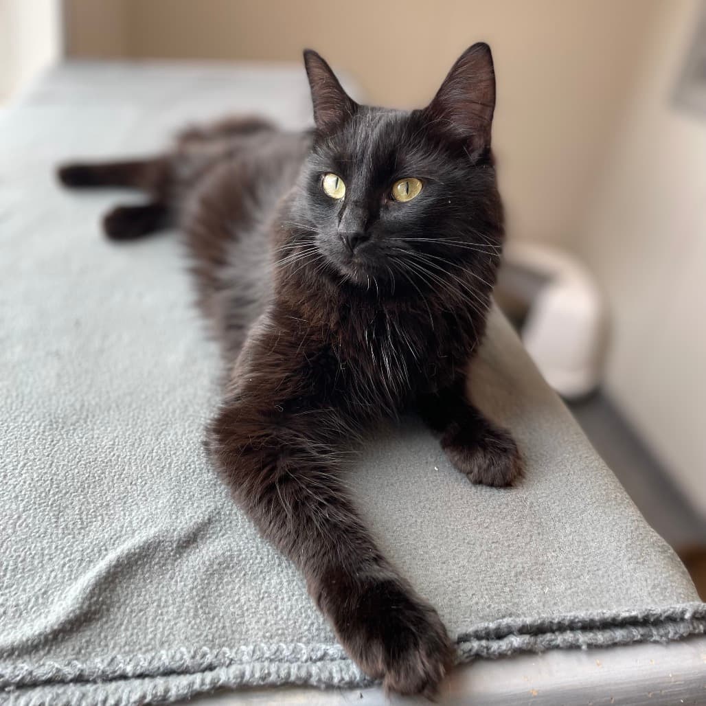 Bert - Domestic Medium Hair available for adoption