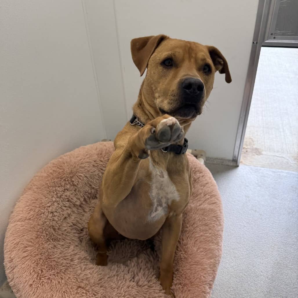 Radar - Terrier, Pit Bull / Mixed Breed (Large) available for adoption in Saskatchewan