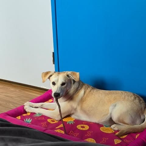 Momma Sophie - Mixed Breed available for adoption in Calgary