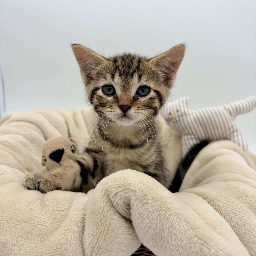 Atlas - Domestic Medium Hair cat available for adoption in Calgary