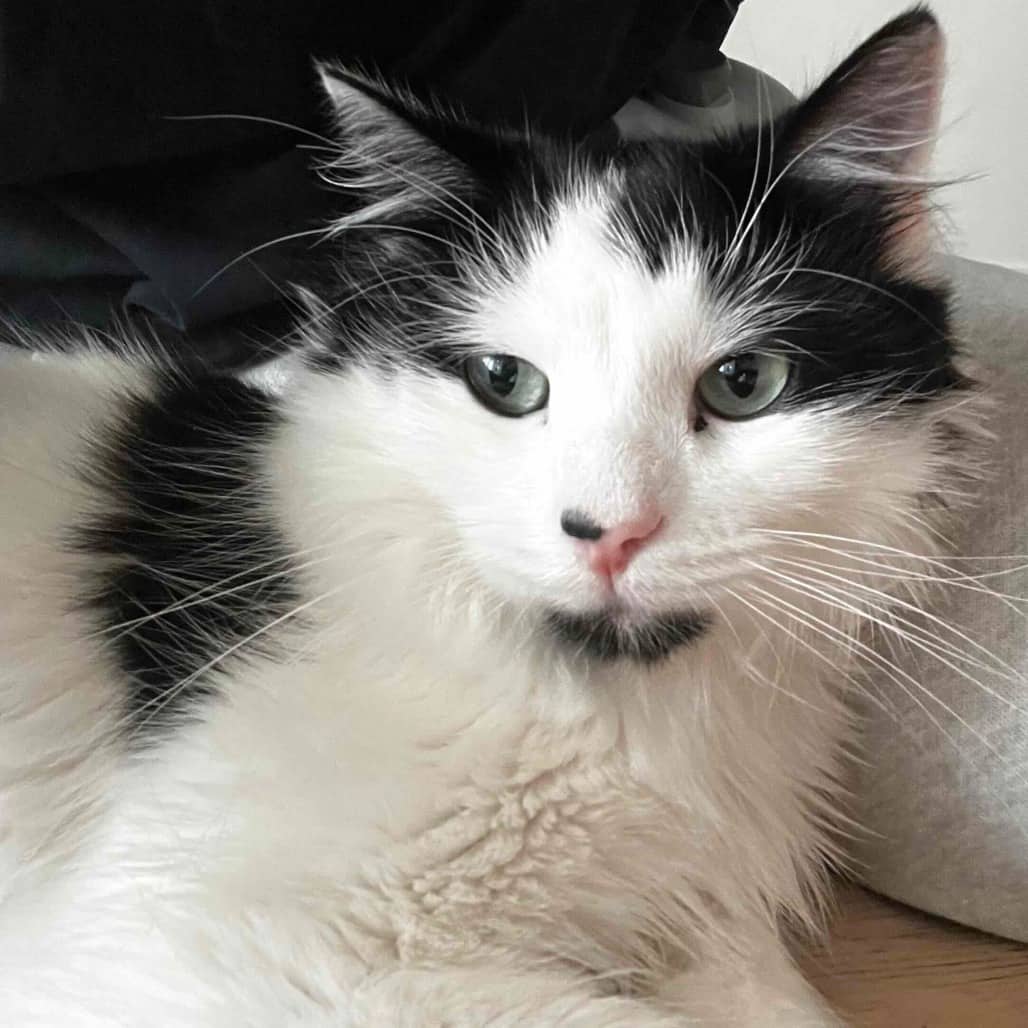 Clairo - Domestic Medium Hair cat available for adoption at Vancouver Orphan Kitten Rescue Association in Vancouver