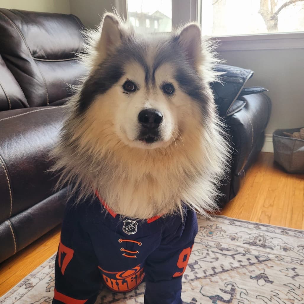 Apollo - HUSKY, SIBERIAN/MIX available for adoption in Alberta
