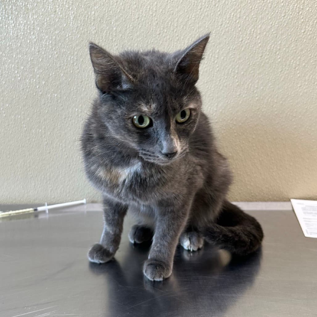 Roya - Domestic Shorthair cat available for adoption at Saskatoon SPCA in Saskatoon