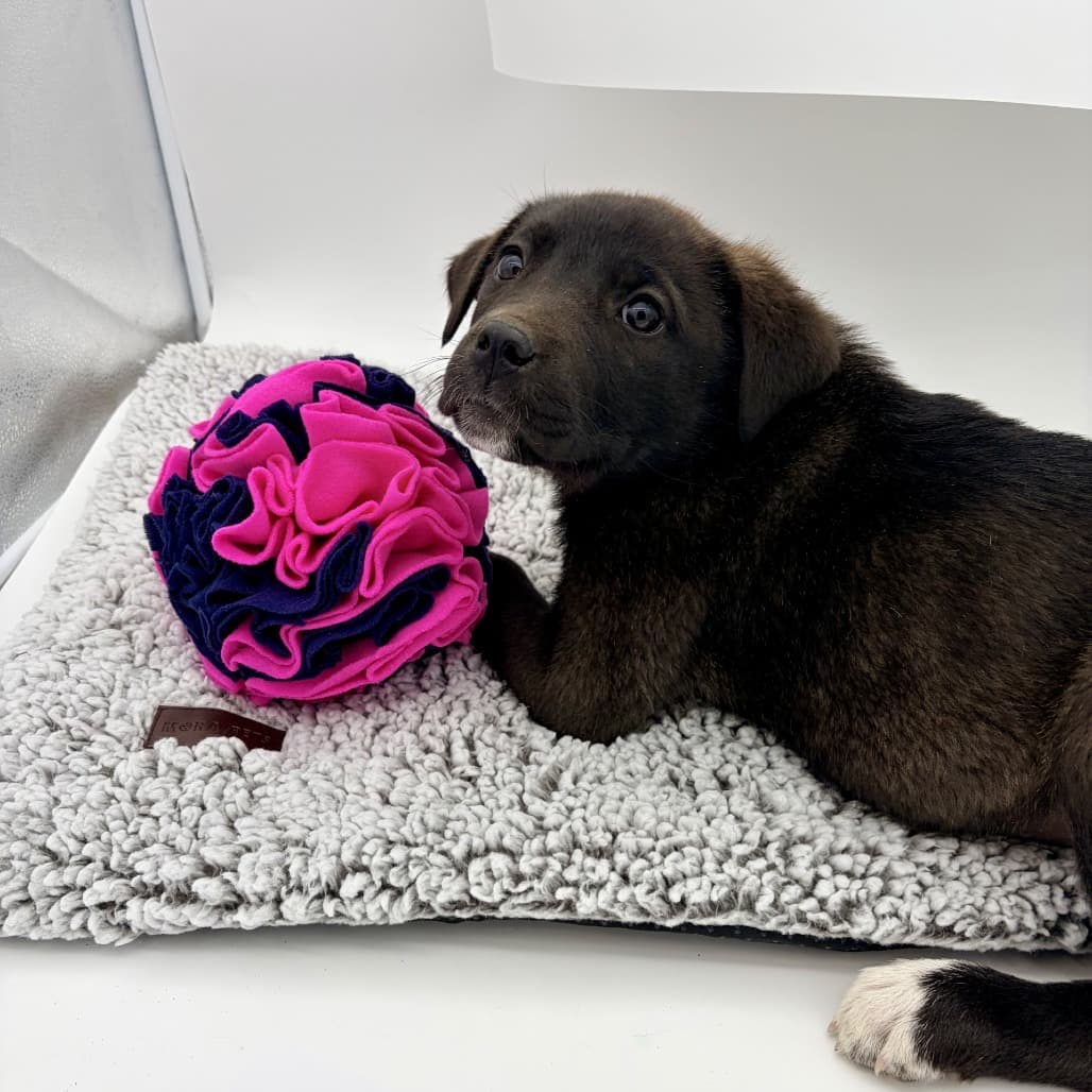 Guacamole - Pyrenees, Great / Mastiff, Cane Corso available for adoption at Moose Jaw Humane Society in Saskatchewan