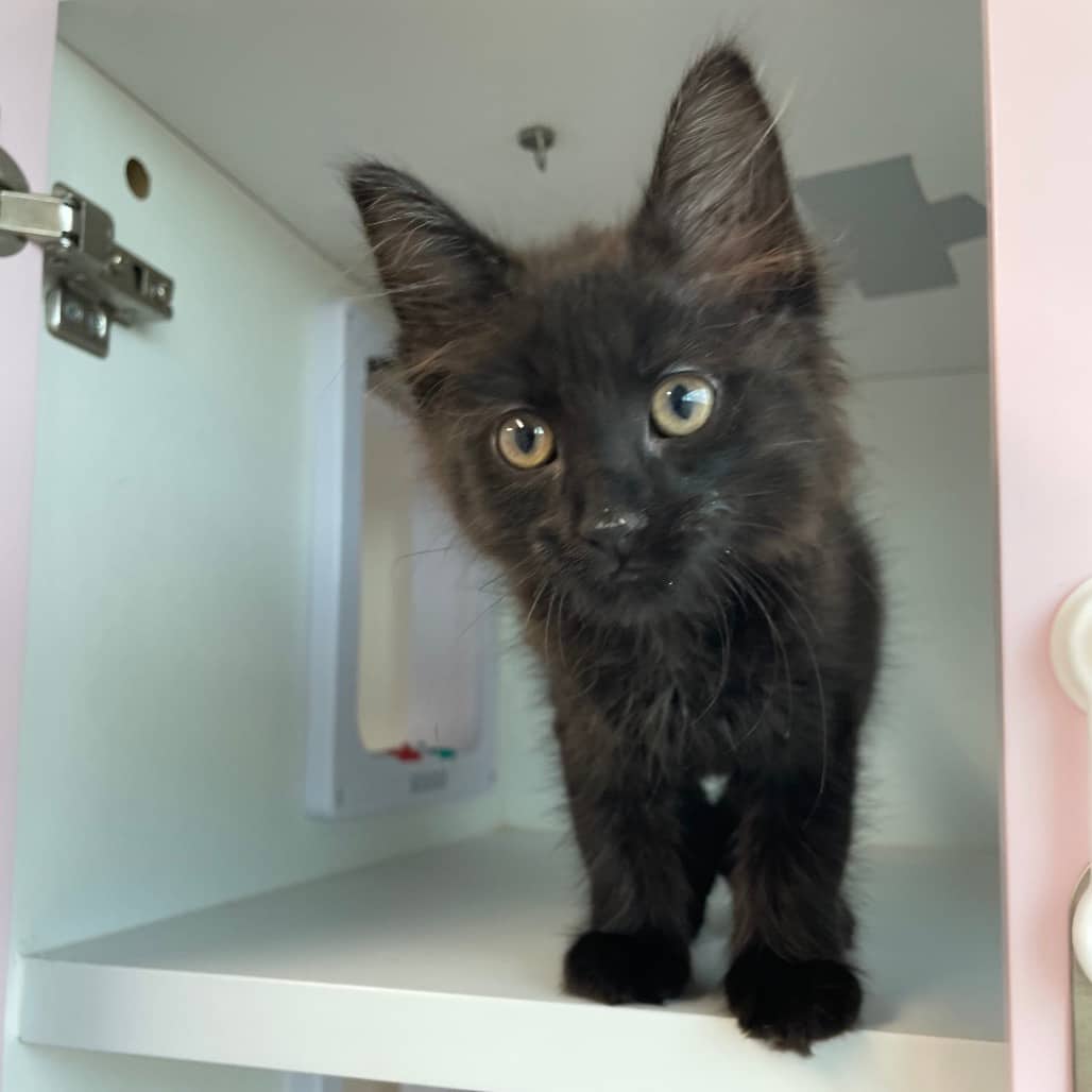 Winston - Domestic Medium Hair available for adoption