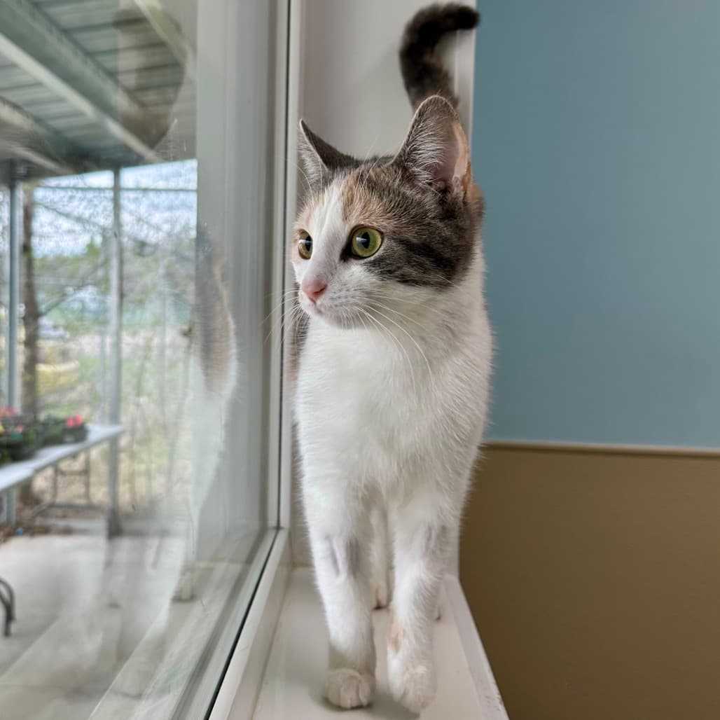Guppy - Domestic Shorthair cat available for adoption in Calgary