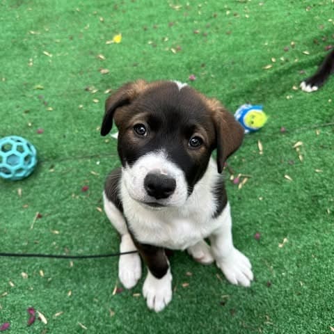 Luke - Mixed Breed available for adoption