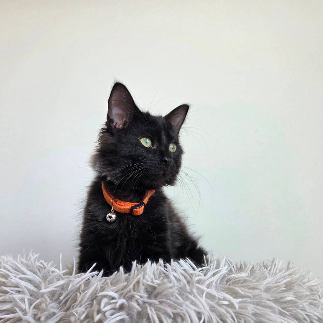 Freya - Domestic Medium Hair cat available for adoption in Saskatchewan