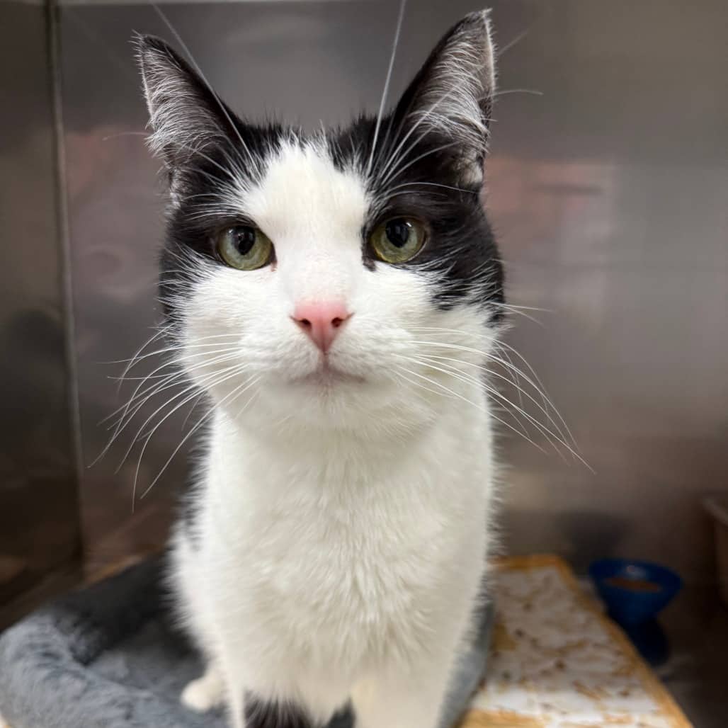 Peanut - Domestic Shorthair available for adoption
