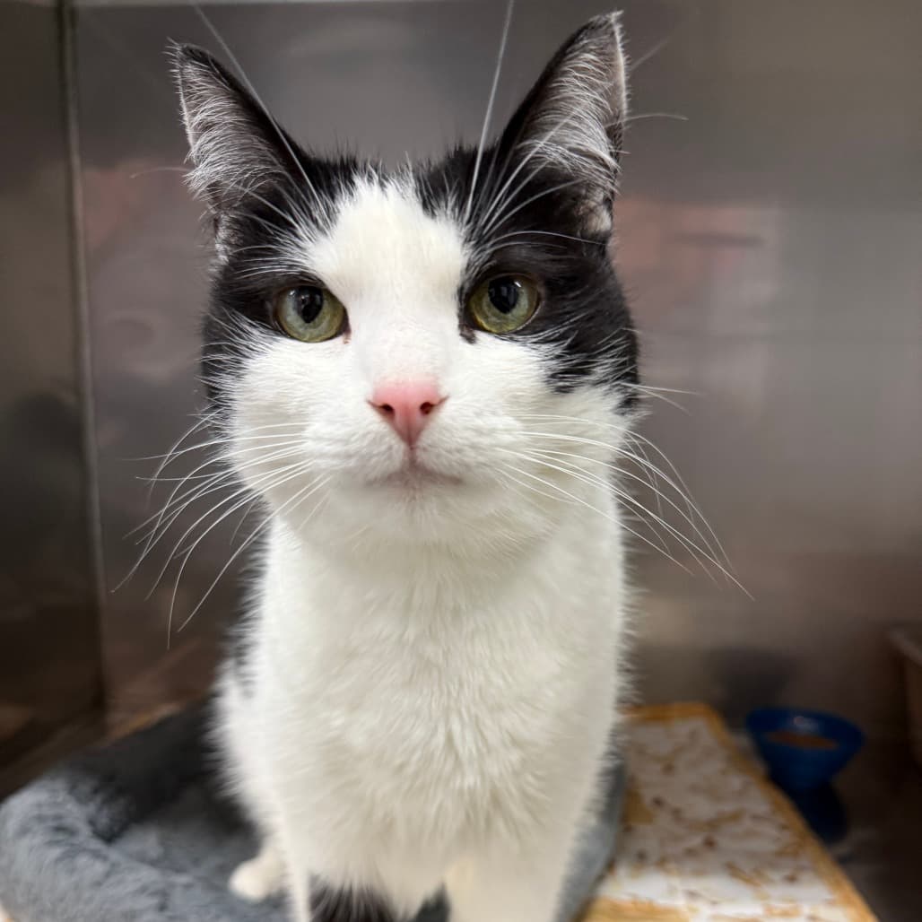 Peanut - Domestic Shorthair available for adoption