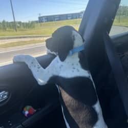 Pinenut - Mixed Breed available for adoption in Calgary
