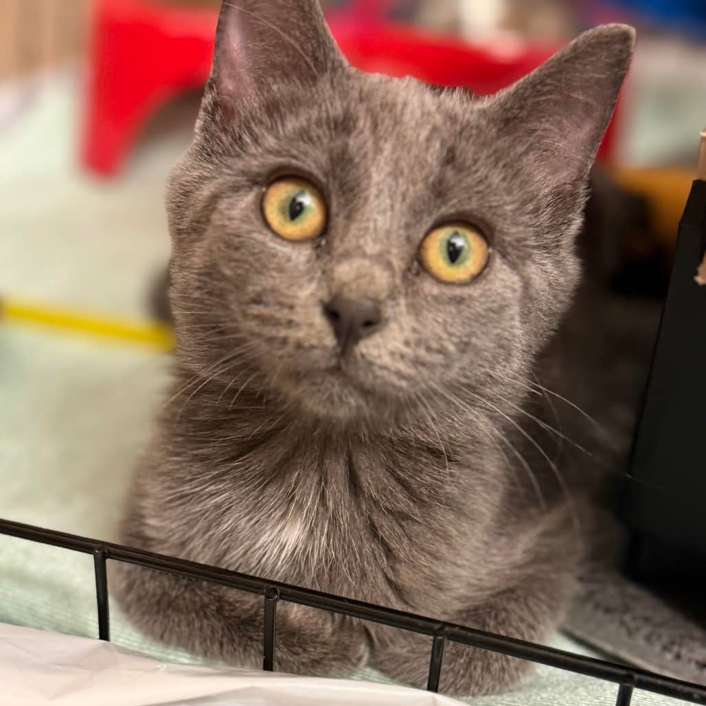 Grumpy - Domestic Shorthair cat available for adoption at SCARS in Edmonton (1 of 6)