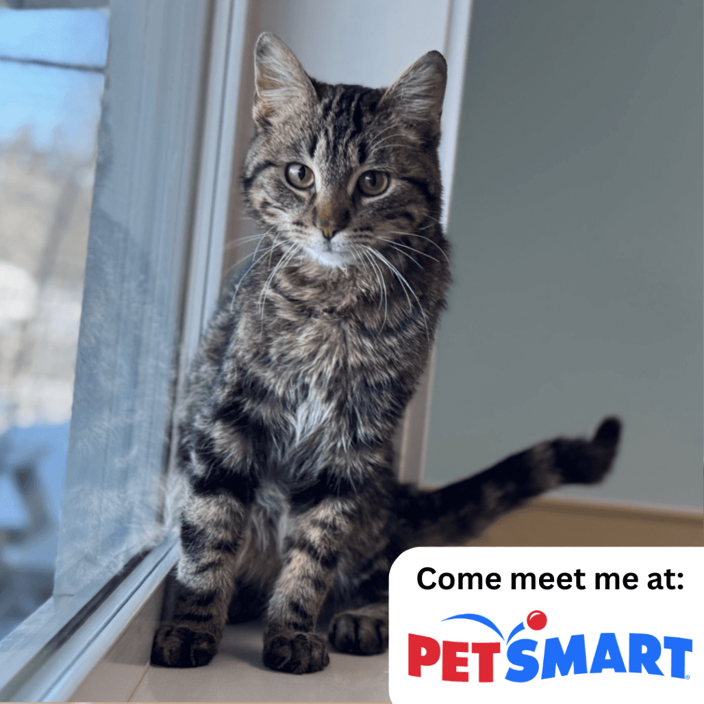 Felix - Domestic Shorthair available for adoption