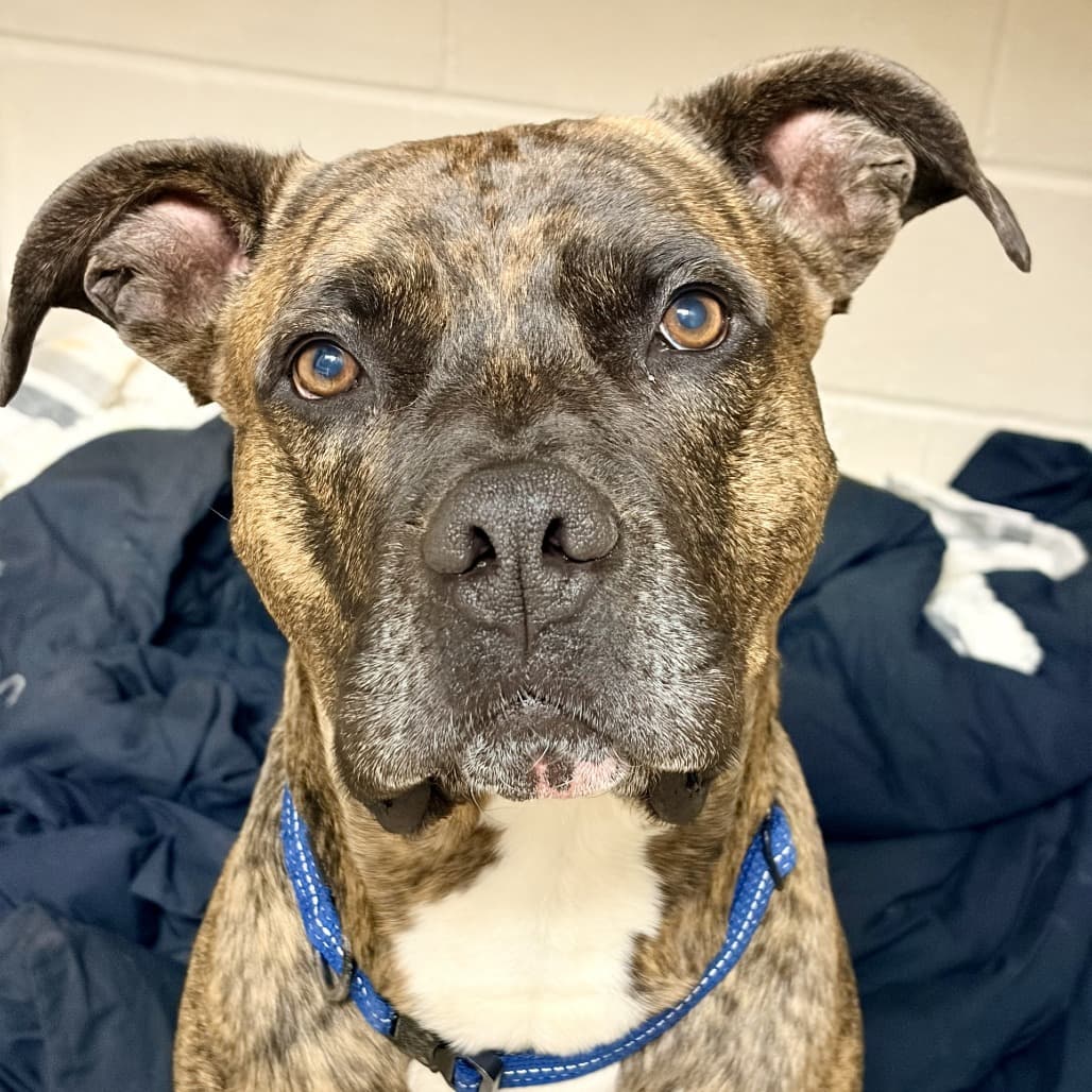 Brutus - Terrier, American Pit Bull / Mastiff, Bullmastiff available for adoption in Calgary