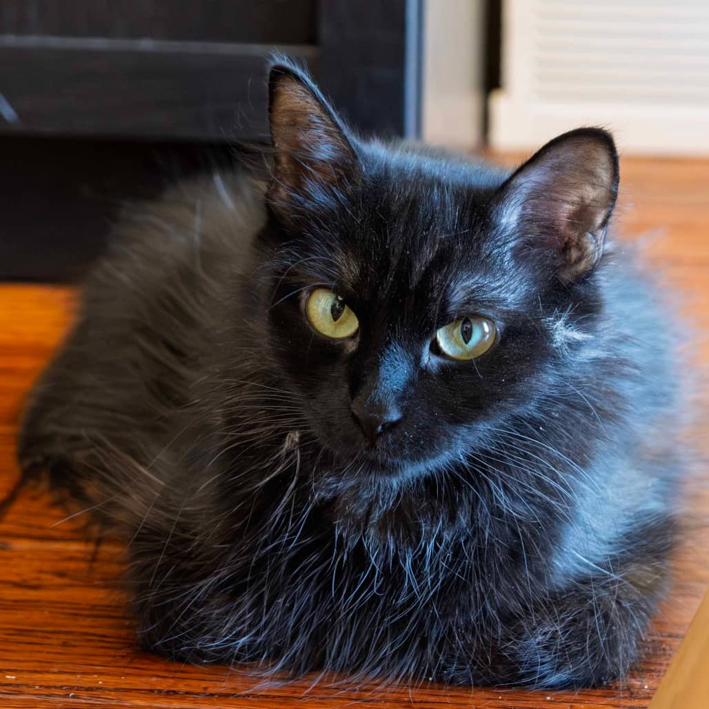 Wheezy - Domestic Longhair available for adoption
