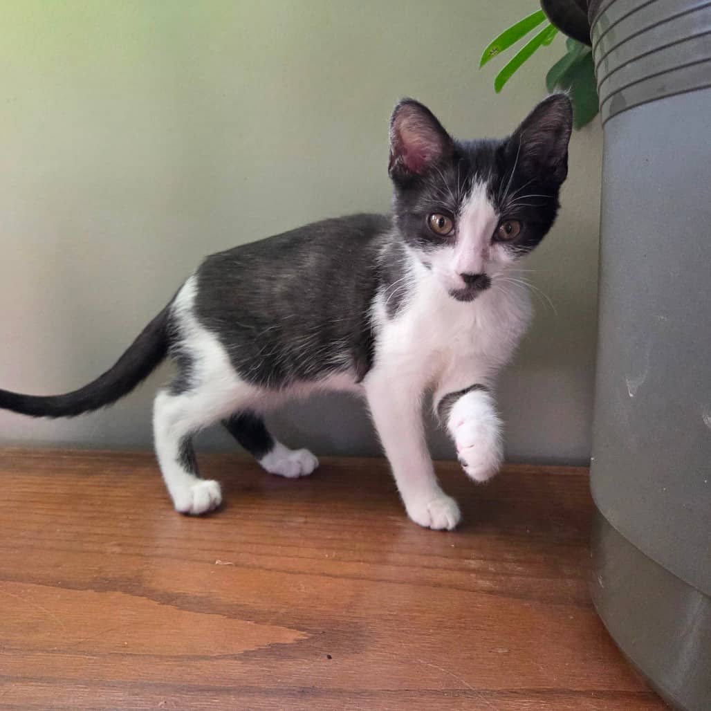 Zebedee - Domestic Shorthair available for adoption