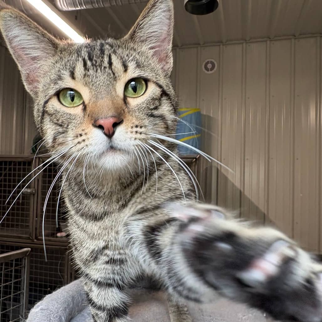 Ezra - Domestic Shorthair cat available for adoption at North East SPCA in Melfort