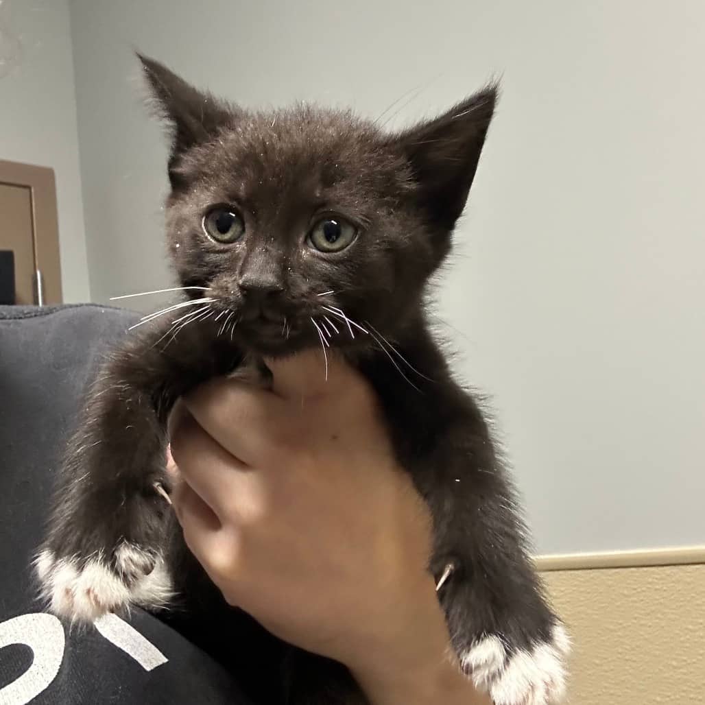 Zucchini - Domestic Shorthair available for adoption