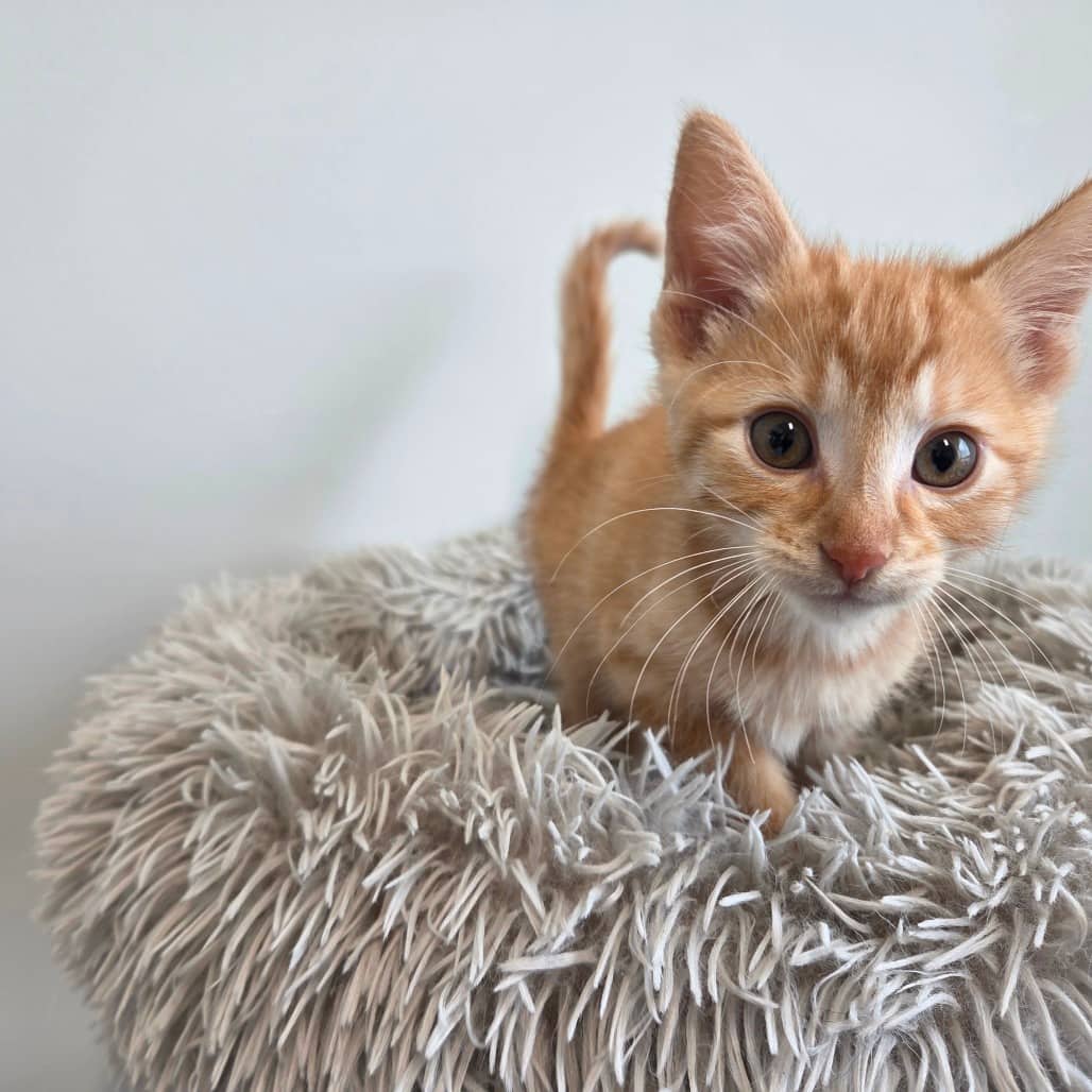 Potato Masher - Domestic Shorthair cat available for adoption at Battlefords Humane Society in North Battleford