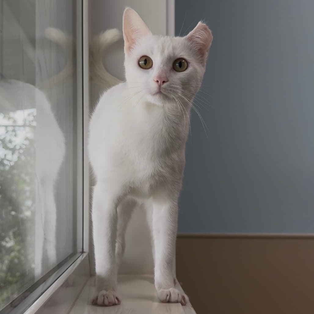 Tuna - Domestic Shorthair cat available for adoption at Prince Albert SPCA in Prince Albert