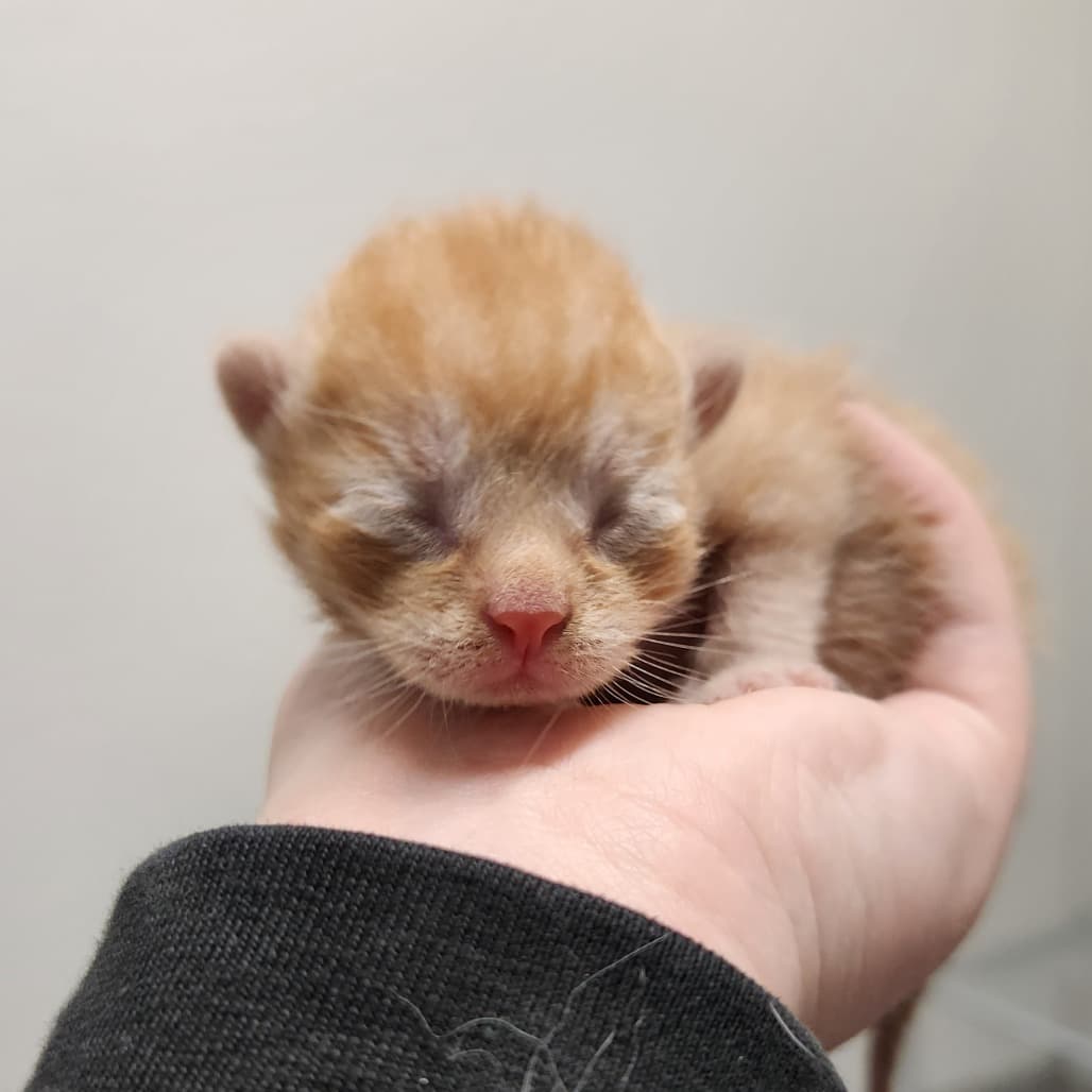 Aries - Domestic Shorthair cat available for adoption in Calgary