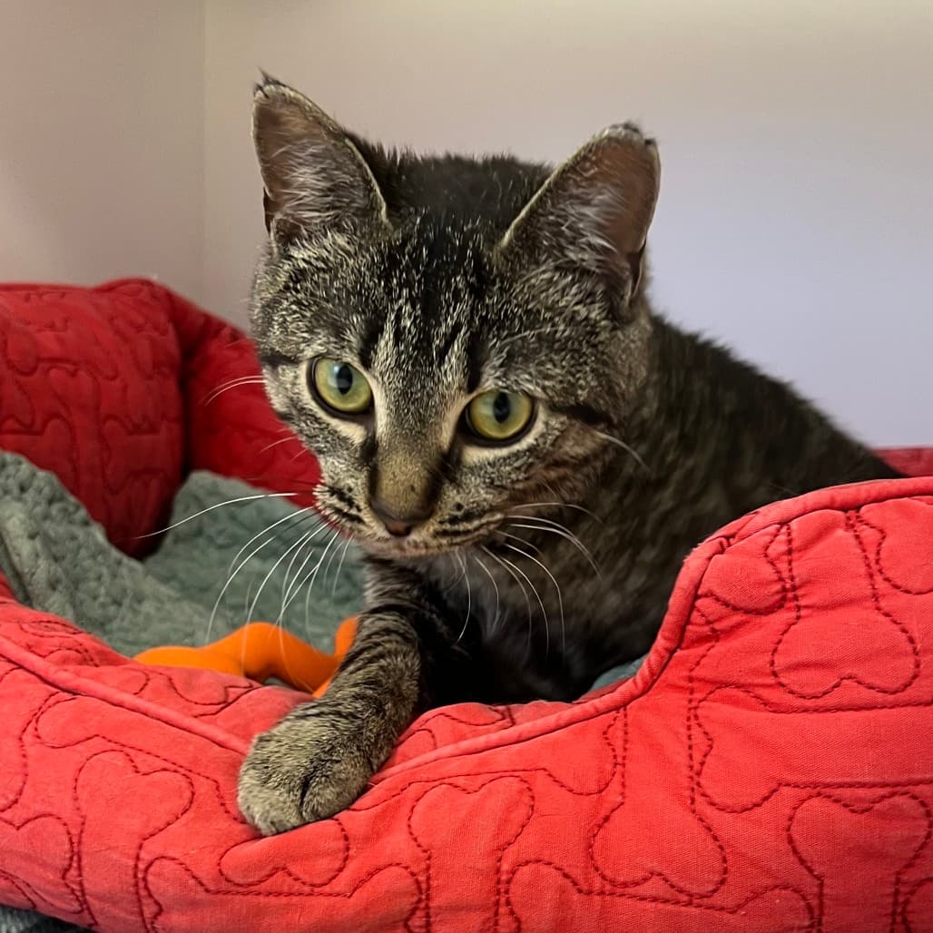 Malia - Domestic Shorthair cat available for adoption at Border Paws Animal Shelter in Lloydminster