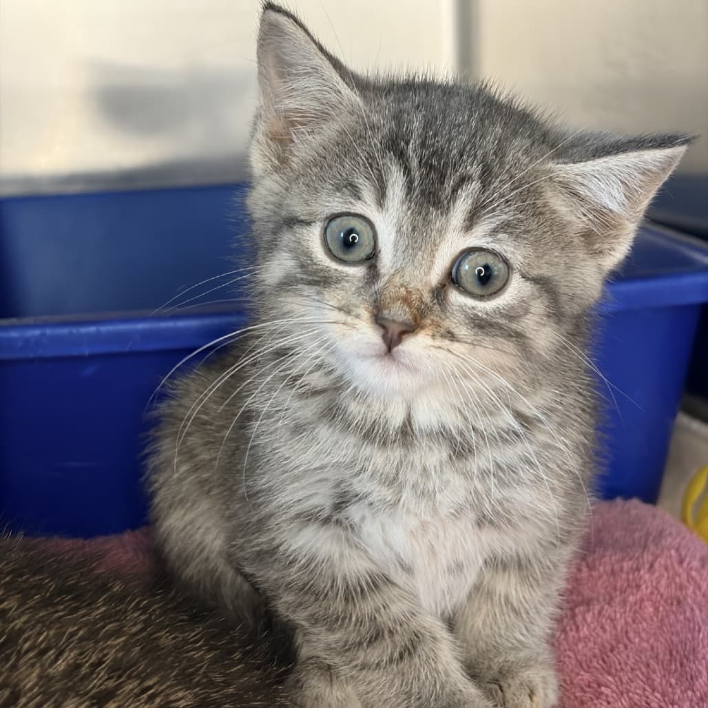 Riot - Domestic Shorthair available for adoption