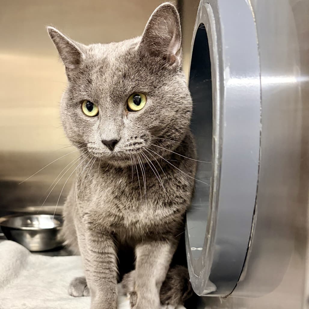 Theo - Domestic Shorthair cat available for adoption at Moose Jaw Humane Society in Moose Jaw